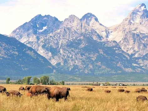 Top 6 des meilleurs endroits au monde pour observer la faune