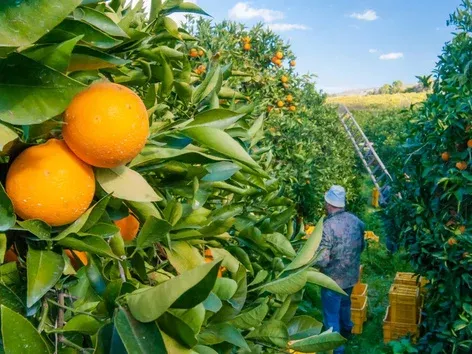 Сезонна робота в Італії 2025: як отримати візу, що змінилось та скільки працівників прийме країна