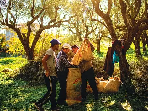 У сільському господарстві Греції відчувається дефіцит робочої сили: як країна планує розвʼязувати проблему?