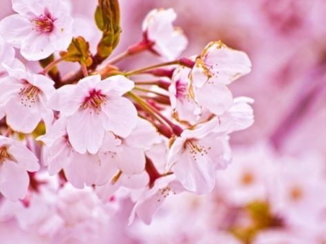 Primavera e Dia do Trabalhador: Como é celebrado em todo o mundo?