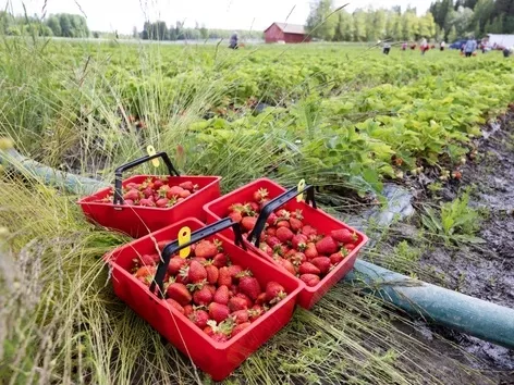 Seasonal work visa in Finland in 2025: Finnish government announces start of accepting visa applications