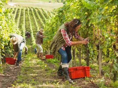 Seasonal Work Visa in Czech Republic in 2025: how to apply, vacancies and salary level