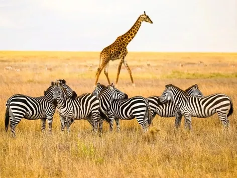 Топ 8 найкращих національних парків для Сафарі в Африці у 2025 році