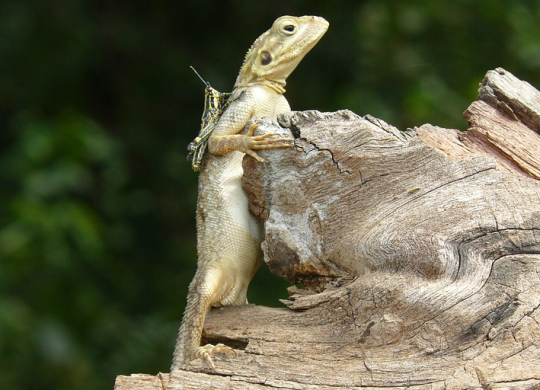 Система охорони здоров'я у Ліберії. Місцеве медичне обслуговування