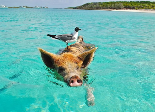 Переваги ПМП на Багамських островах: оформлення ПМП на Багамах через інвестиції та не тільки